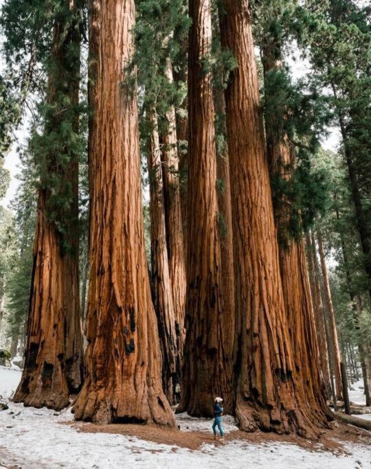Sequoia Villa Визалия Экстерьер фото